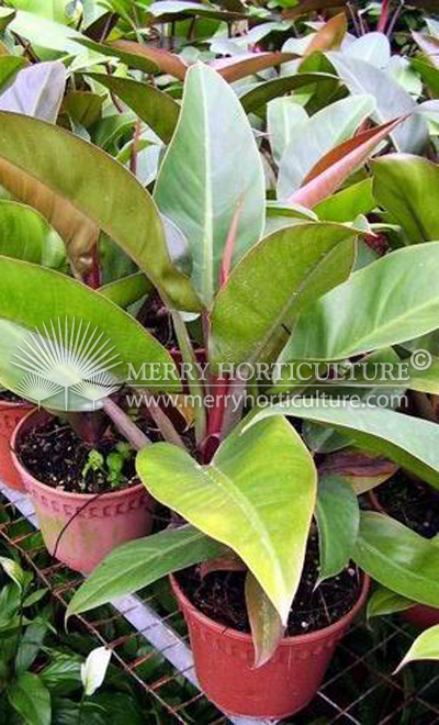 Philodendron imperial red 1